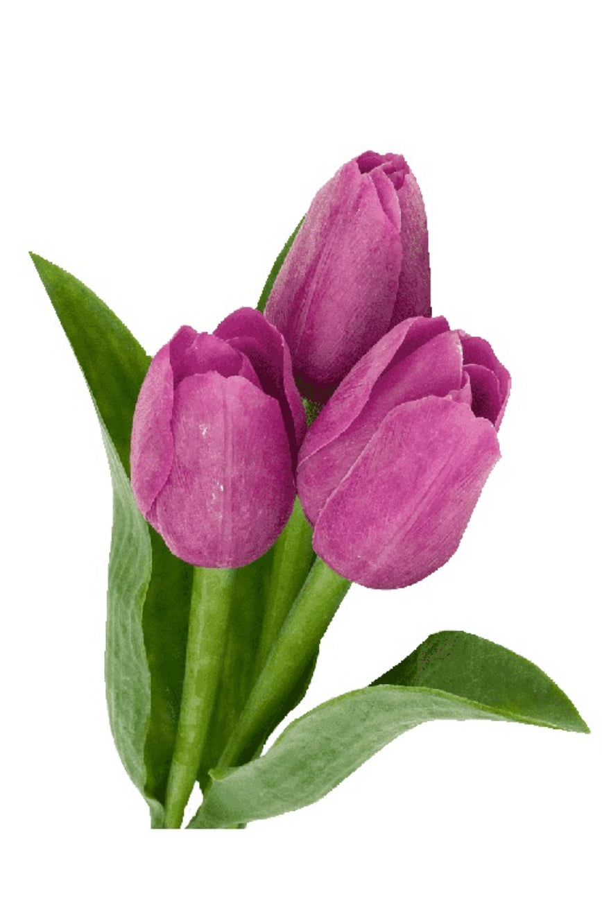 Bouquet 20 tulipanes
