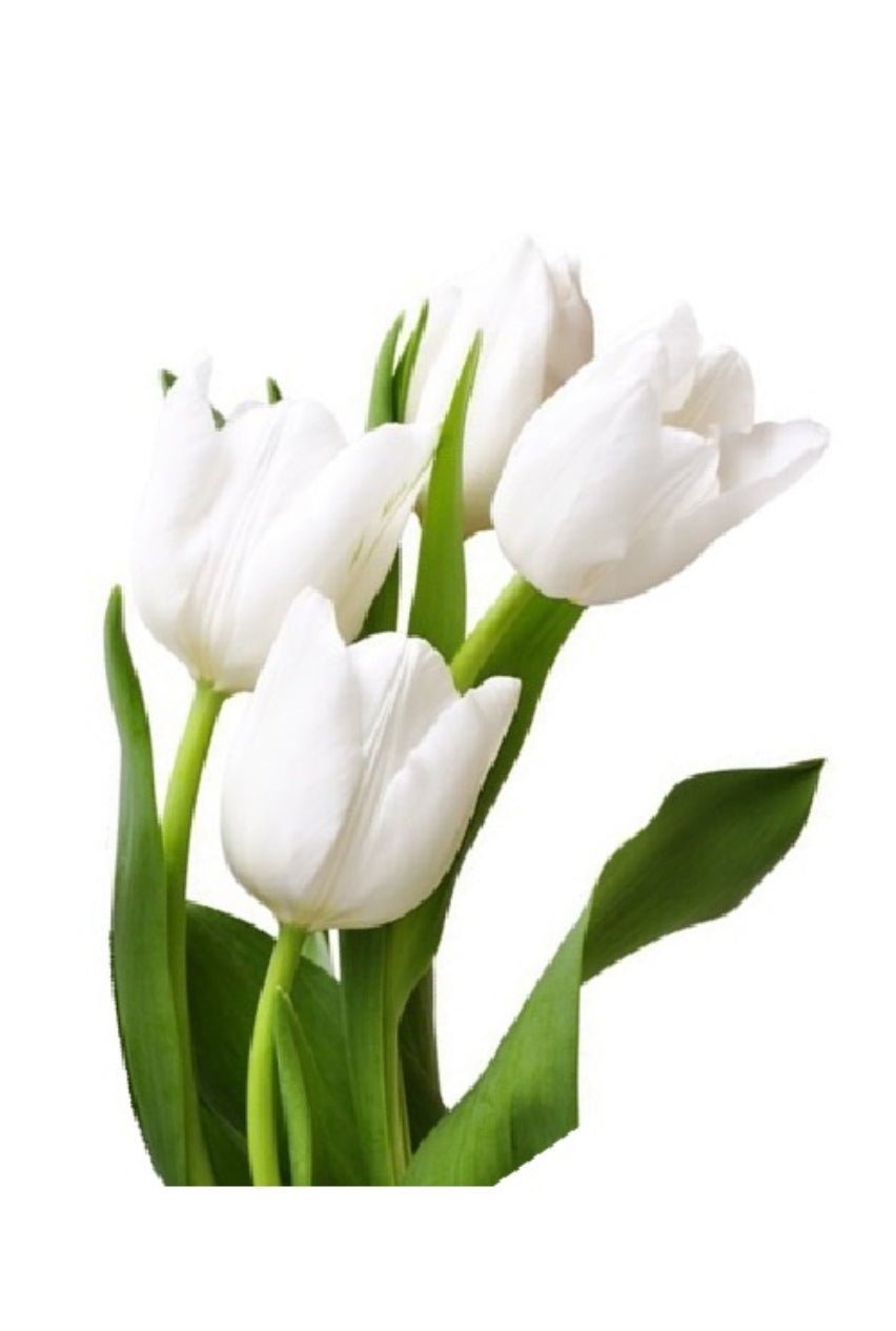 Bouquet 20 tulipanes