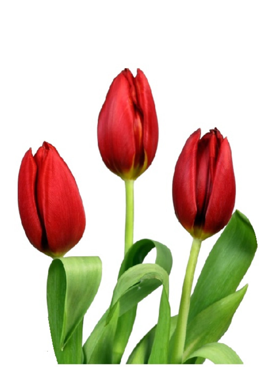 Bouquet 20 tulipanes