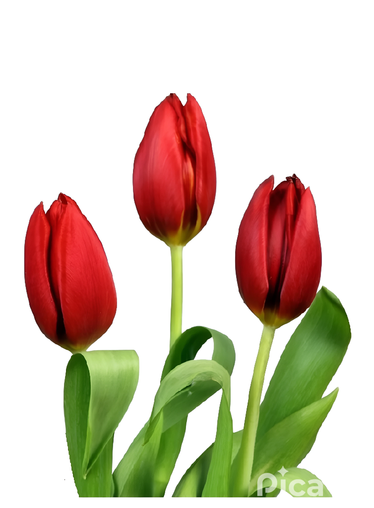 Bouquet 20 tulipanes