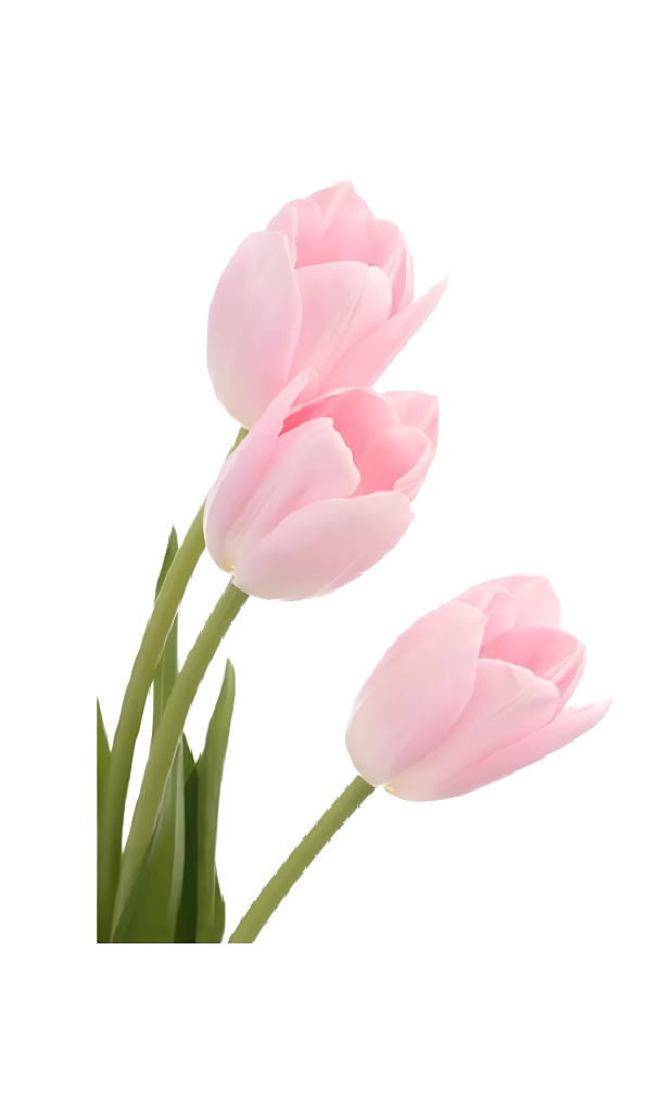 Bouquet 20 tulipanes